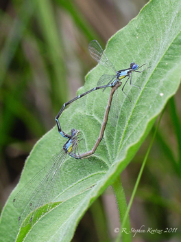 Chromagrion conditum, mating pair